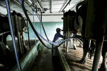 Homem trabalha em um estábulo em um subúrbio de Libertad, Uruguai