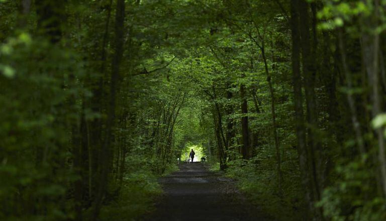Vegetação em bosque europeu.