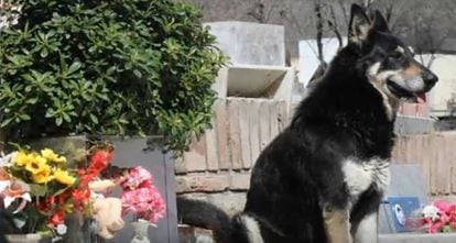 O cachorro Capitán sentado junto ao túmulo do seu dono, em Córdoba (Argentina)