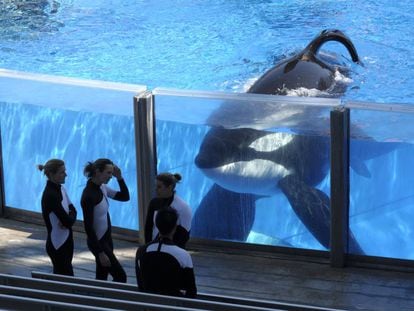 A orca Tilikum, no SeaWorld.