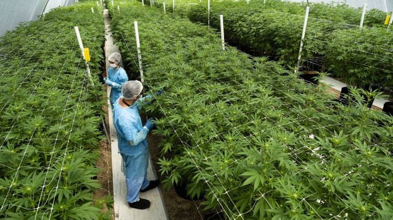 Plantação de maconha em Nueva Helvecia, no Uruguai.