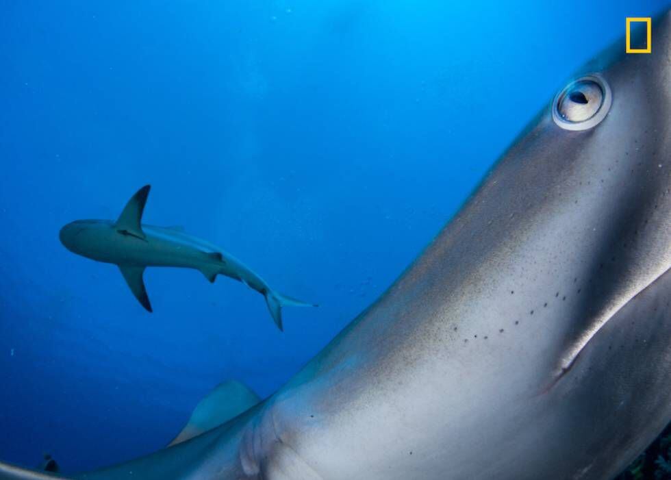 Um tubarão no recife de Caraíbas em Cuba.