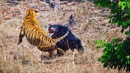 Um tigre e uma ursa se enfrentam no Parque Nacional de Tadoba, na Índia.