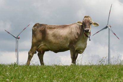 Uma vaca nos moinhos de Wildpoldsried, cidade do sul da Alemanha