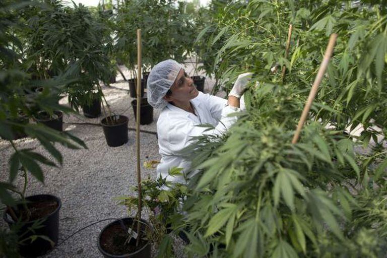 Mulher trabalha em plantação de maconha para fins medicinais.