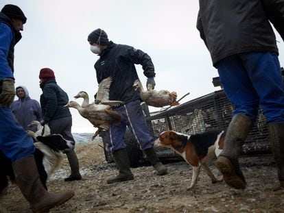 Os trabalhadores de uma granja afetada pelo vírus H5N8 transportam patos para seu sacrifício, em 13 de janeiro, em Mugron (França).