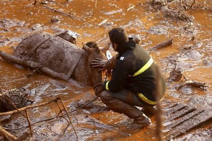 Trabalhador do resgate tenta salvar um cavalo preso no mar de lama.