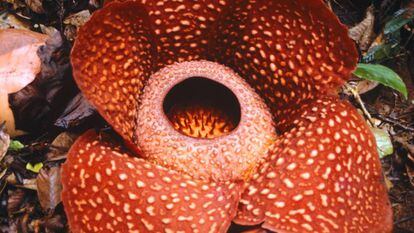 Uma flor da mesma família da 'Rafflesia tuan-muade' em Sumatra, Indonésia.