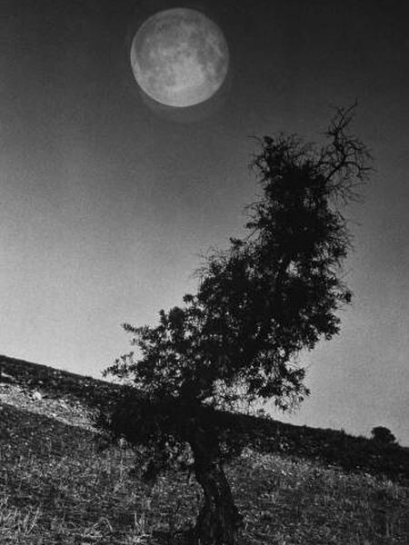 Uma oliveira próxima do túmulo de Federico García Lorca em Fuente Grande