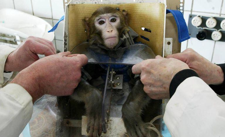 Teste médico com um macaco na Rússia em 2003.