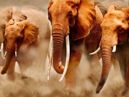 Dezenas de milhares de elefantes morrem a cada ano, abatidos a tiros.