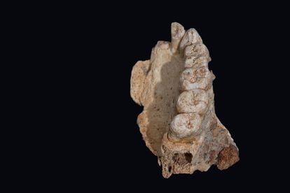 Fragmento de maxilar esquerdo achado na gruta de Misliya (Israel).