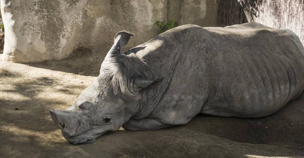 O rinoceronte Pedro, no zoológico de Barcelona.