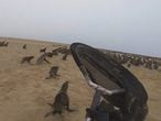 Leones marinos en Namibia a punto de ser salvados por la Ong OCN.
