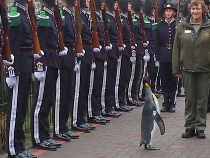 Pinguim condecorado passa guarda norueguesa em revista