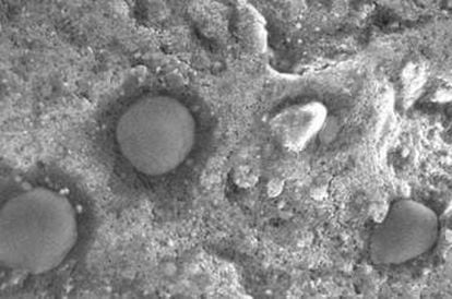 Imagem de microscópio dos micróbios esféricos achados em Dallol.