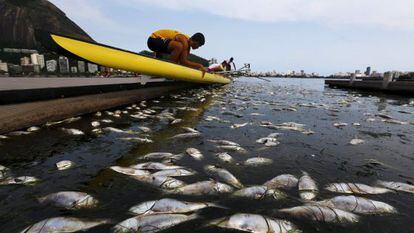 Peixes mortos na lagoa Rodrigo de Freitas, na última segunda-feira.