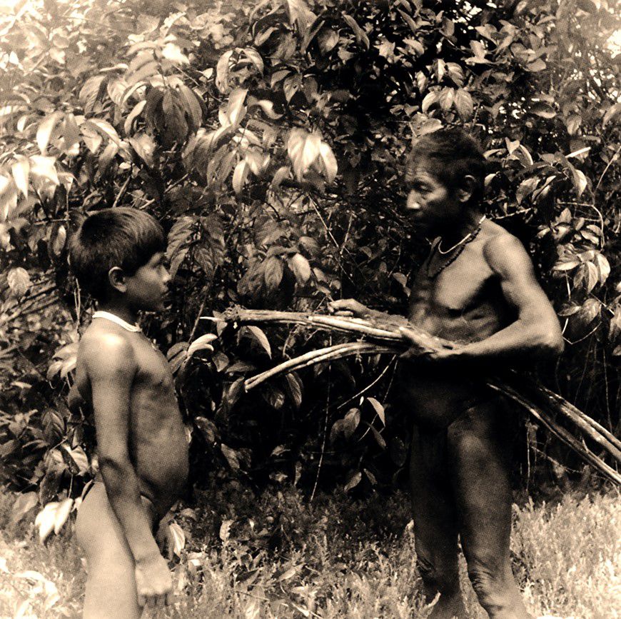 Um pajé macuna e um menino colhem cipó-mariri (‘Banisteriopsis caapi’) no rio Popeyacá (Colômbia, 1952). 