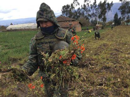 Militares no Equador destroem um campo de papoulas.