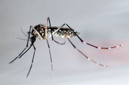 Um mosquito Aedes aegypti.