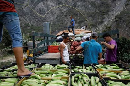 Trabalhadores transportam produtos agrícolas em La Grita (Venezuela).
