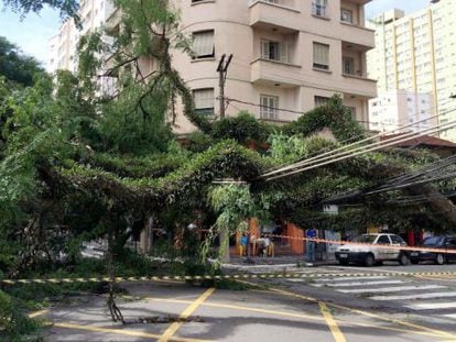 Árvore caída sobre fiação na Vila Mariana, em dezembro.