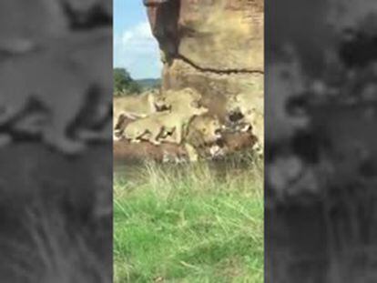 Grupo de leoas ataca um macho diante de turistas em safári no Reino Unido