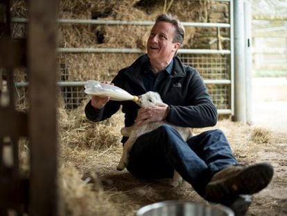 David Cameron alimenta um cordeiro em uma fazenda, domingo passado em Chadlington.