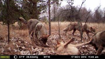 Lobos captados pelas câmeras-armadilha na Zona de Exclusão de Chernobyl