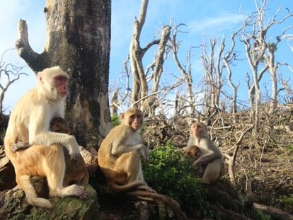 Um grupo de macacos na ilha Cayo Santiago depois da passagem do furacão Maria.