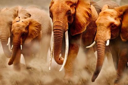 Dezenas de milhares de elefantes morrem a cada ano, abatidos a tiros.