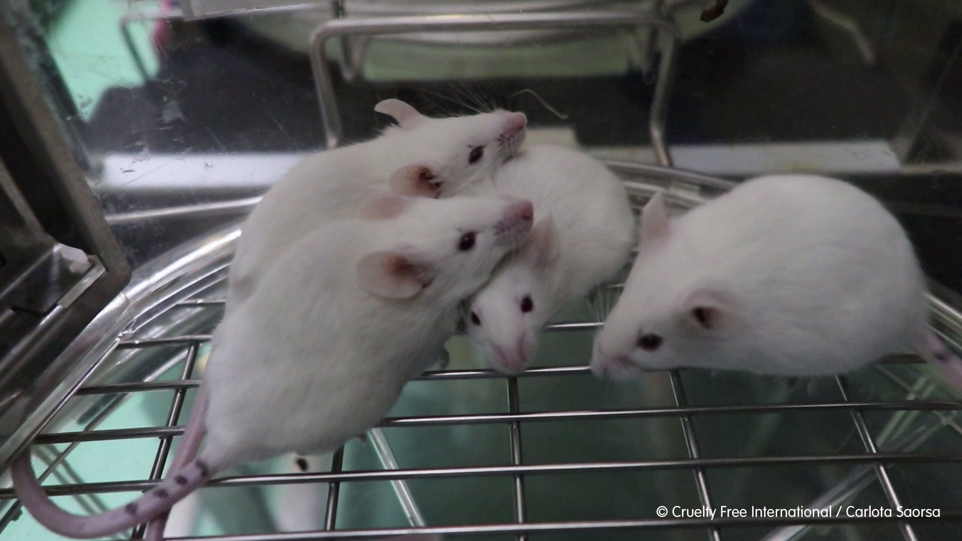 Ratos em vídeo também gravado no laboratório Vivotecnia. 