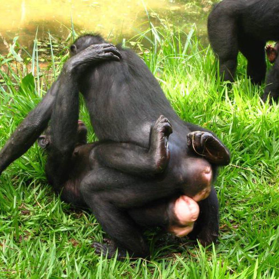 Cientistas descobrem que 72% dos macacos machos são bissexuais