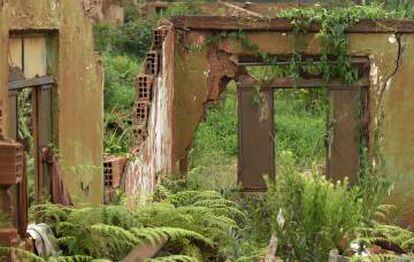 Em meio a um labirinto marrom de ruínas, o verde ressurge em Bento Rodrigues.