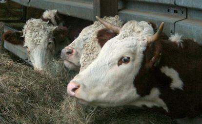 Vacas em uma fazenda de gado