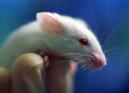 O tratamento experimental teve resultados promissores em roedores.