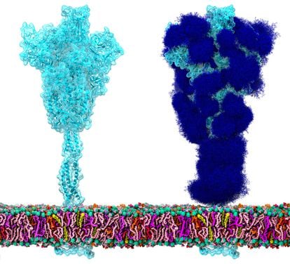 A proteína espícula do SARS-CoV-2 'nua' (à esquerda) e coberta com a camada de glicanos (açúcares) que a protegem e a escondem de nosso sistema imunológico (direita).