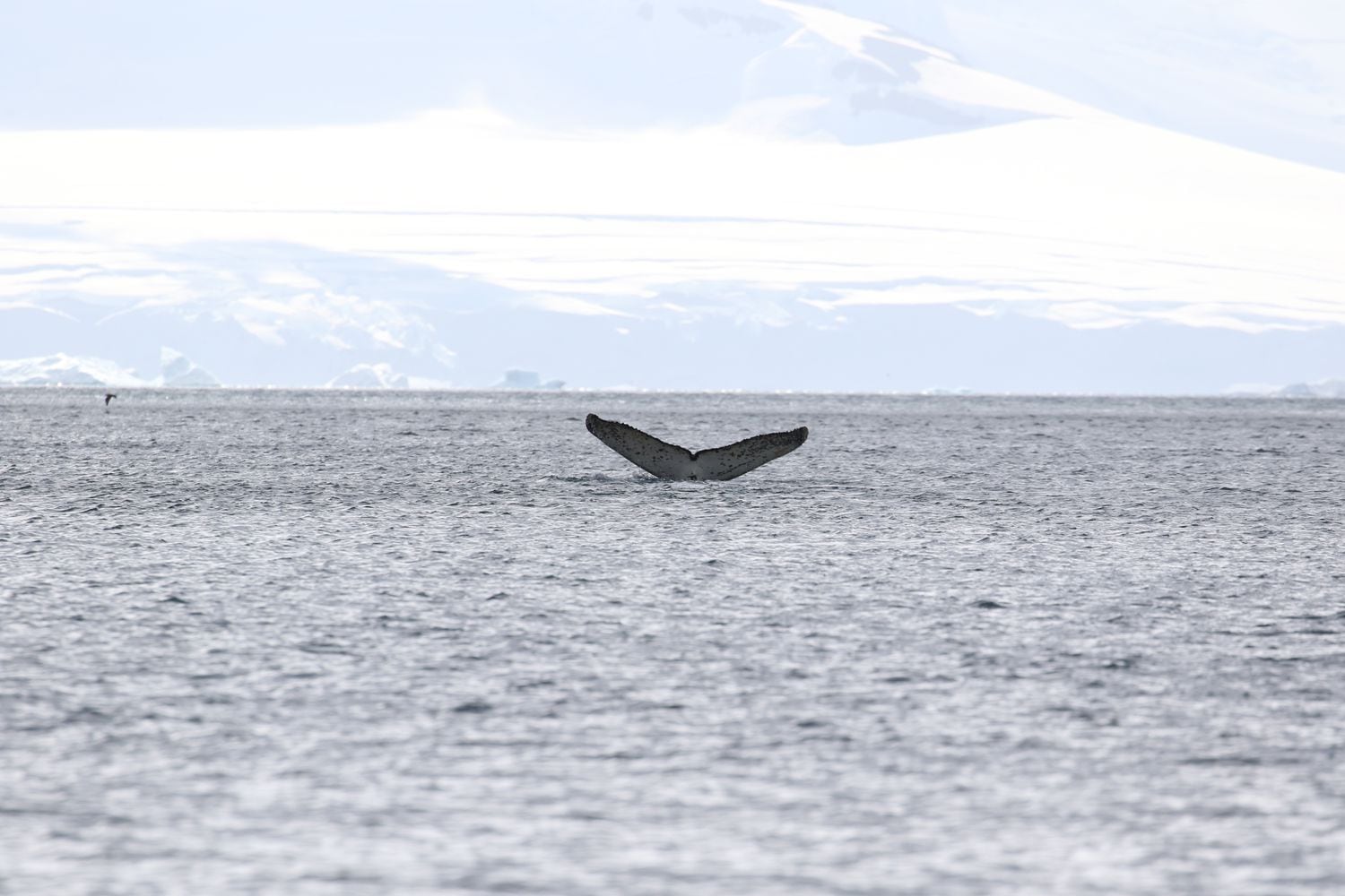Cauda da baleia jubarte encontrada no mar antártico. 