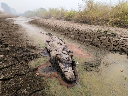Indígenas alertam que queimadas, além de destruírem vegetação e matar animais, afetam rios e os deixam vulneráveis a assoreamento.