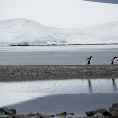 FOTO EM BAIXA PARA REDES Pinguins-gentoo na Ilha Bombay, que pertence ao arquipélago Trinity, na Antártida. Local é um dos visitados na expedição do navio Arctic Sunrise. do Grrenpeace. Abbie Trayler-Smith / Abbie Trayler-Smith