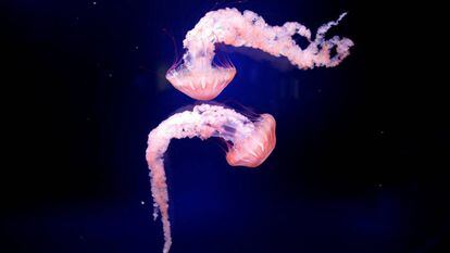 Dois medusas no acuario de Paris.