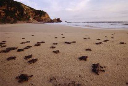 Tartarugas recém-nascidas na praia de Mazunte, em Oaxaca (México).