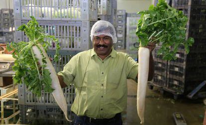 Membro da delegação indiana visita projeto agrícola em São Paulo.