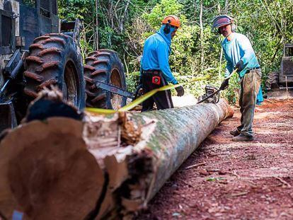 Funcionários em madeireira legal no Mato Grosso.