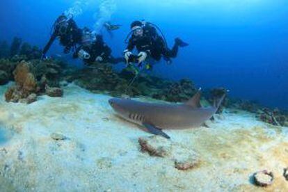 Imersão com tubarões oceânicos na ilha Cocos, na Costa Rica.