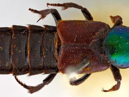 Escaravelho Darwinilus sedarisi.