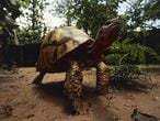 A tartaruga angonoka é uma das espécies em perigo crítico de extinção, segundo a Lista Vermelha.