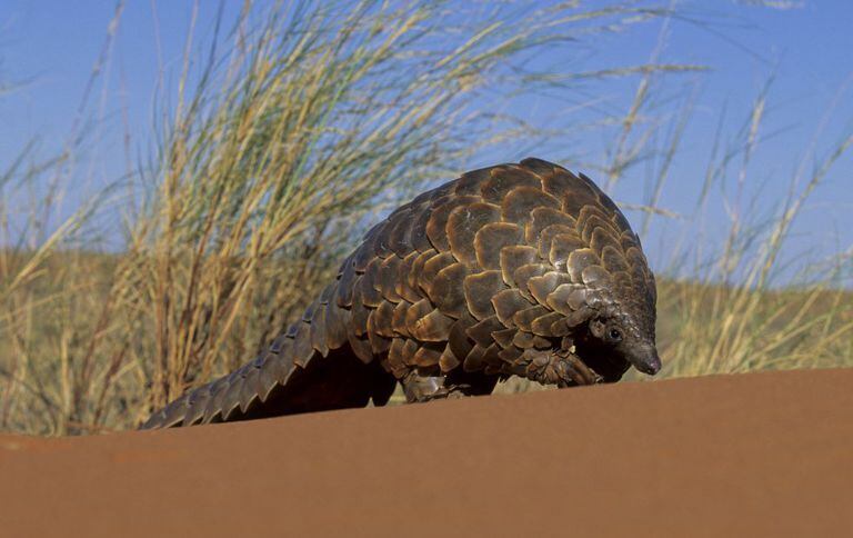 O pangolim é a maior vítima do tráfico de fauna selvagem, principalmente na África e na Ásia. Sua carne é considerada uma iguaria em vários países asiáticos.