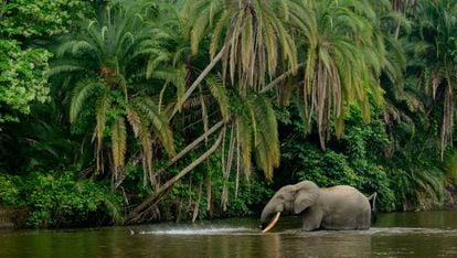 Elefante africano no rio Lekoli, no parque nacional de Odzala (República do Congo).
