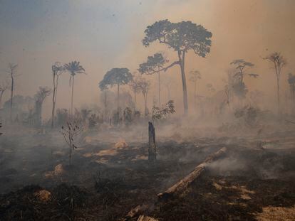 O fogo consumiu a floresta nos arredores de Novo Progresso, no Pará, em 23 de agosto.